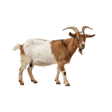 Goat