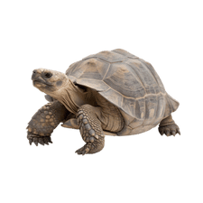 Tortoise