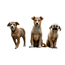 Dogs