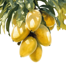 Mangos