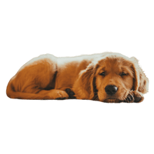 Pup