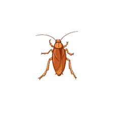 Cockroach