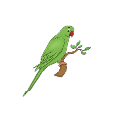 Parrot