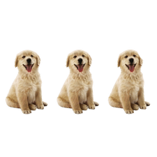 dogs