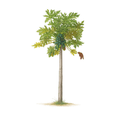 Papaya Tree
