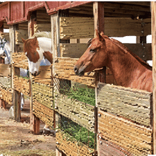 Horse Stable