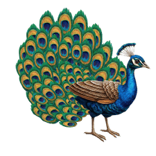 Peacock