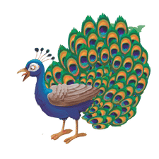 Peacock